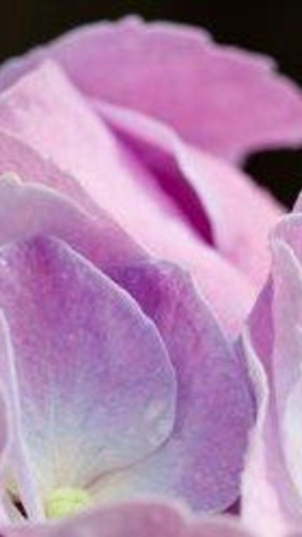 hortensia rose