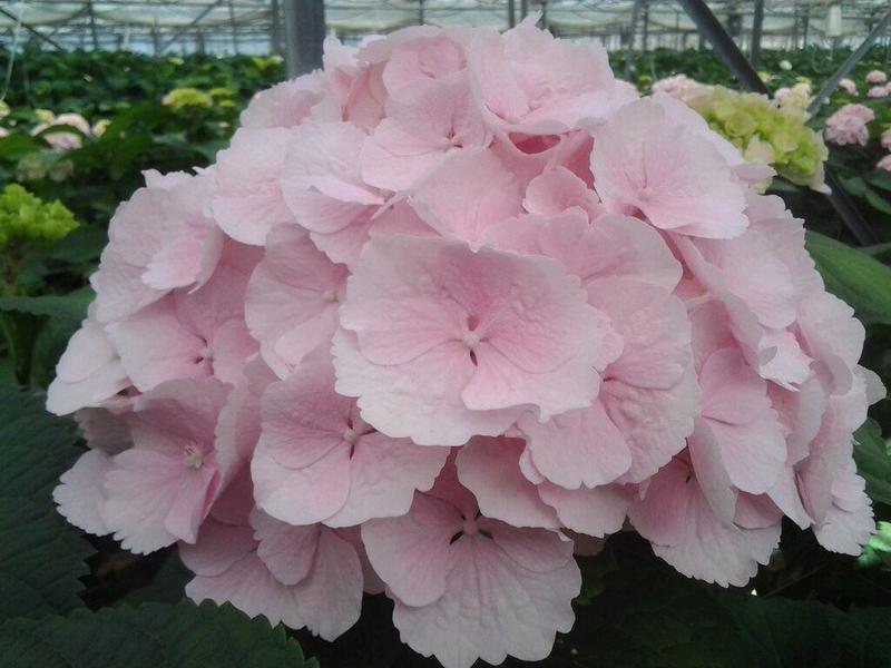 Hortensia Hortisud Fleurs de France