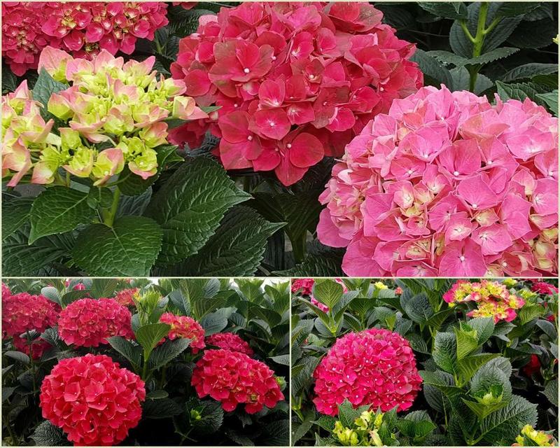 HYDRANGEA M. MAGICAL RUBYRED