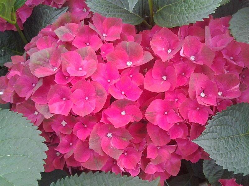 HYDRANGEA M. MAGICAL RUBYRED