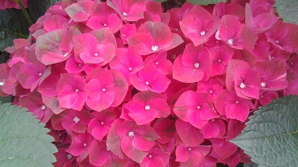 HYDRANGEA M. MAGICAL RUBYRED