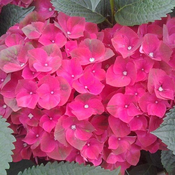 HYDRANGEA M. MAGICAL RUBYRED