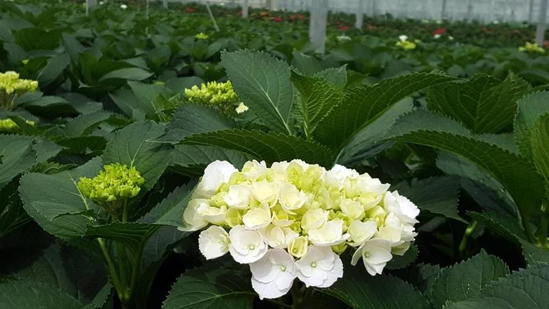 Hydrangea Verena