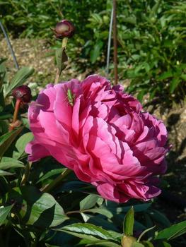 pivoine du Var