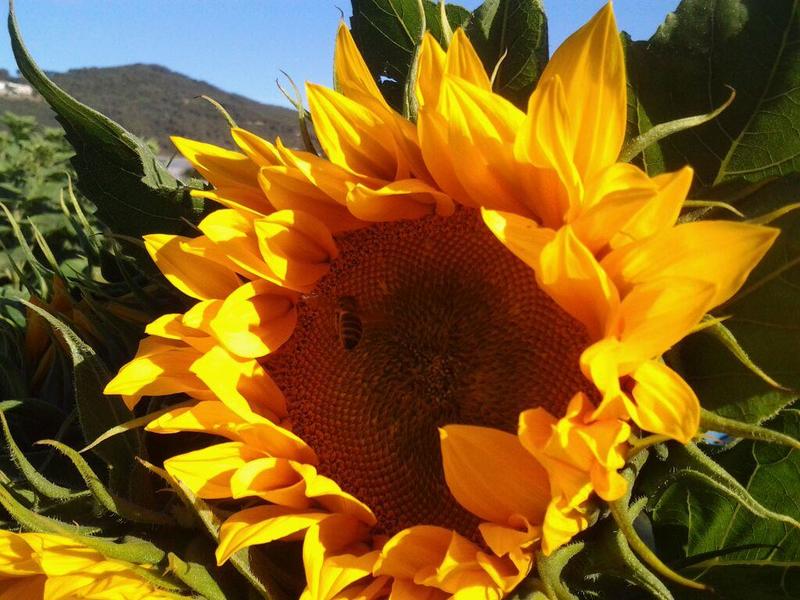 Tournesol fleurs en culture plein air Var France