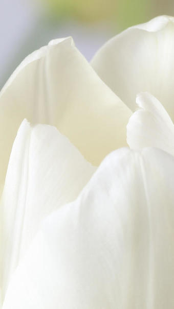 Tulipe blanche du Var