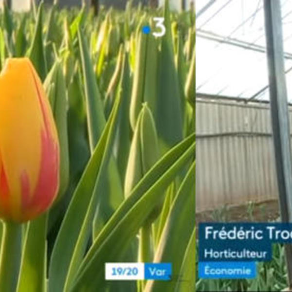 tulipe carquei france 3