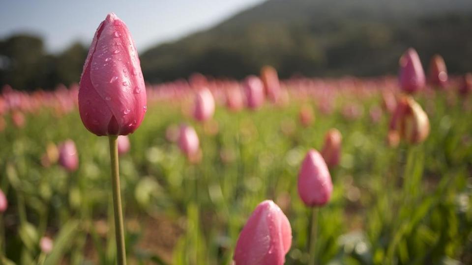Tulipe du Var production