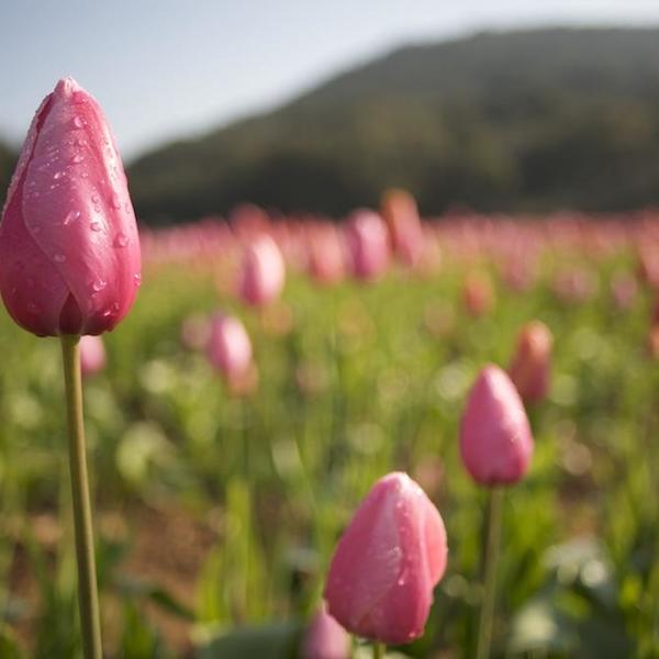 Tulipe du Var production